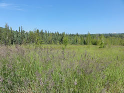 View of grassy field.
