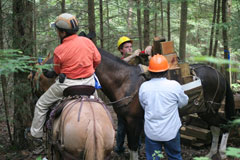 Two mules and a maintenance team transporting lumber along path.